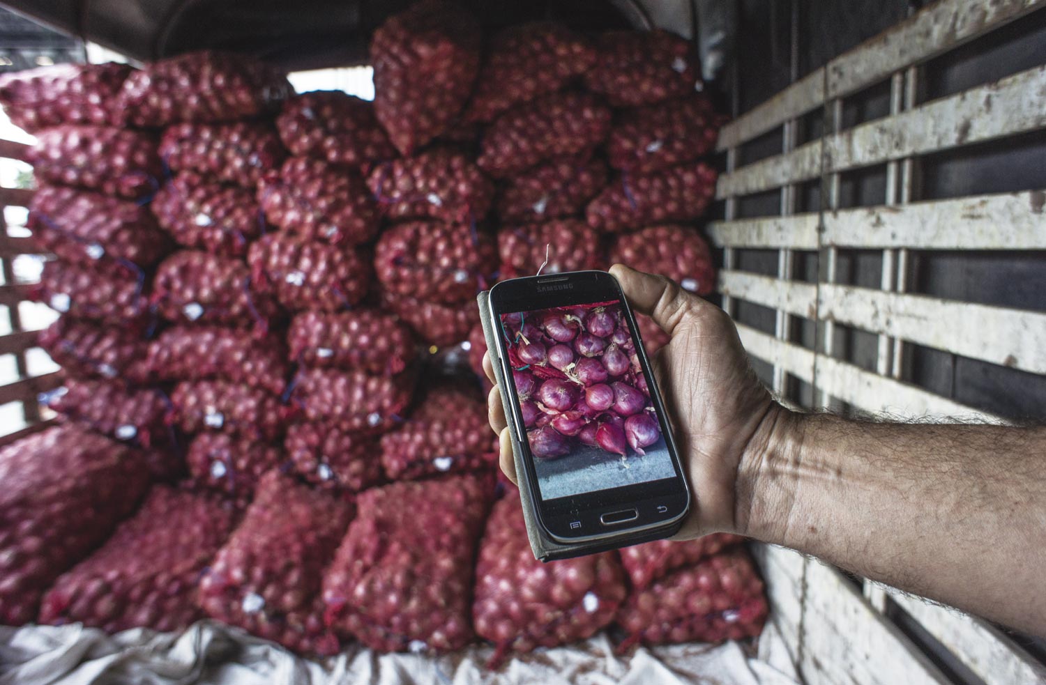 UC60-mercado-cebolla-1